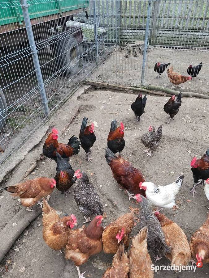 Koguty marans liliputy sraukan Zrąbiec