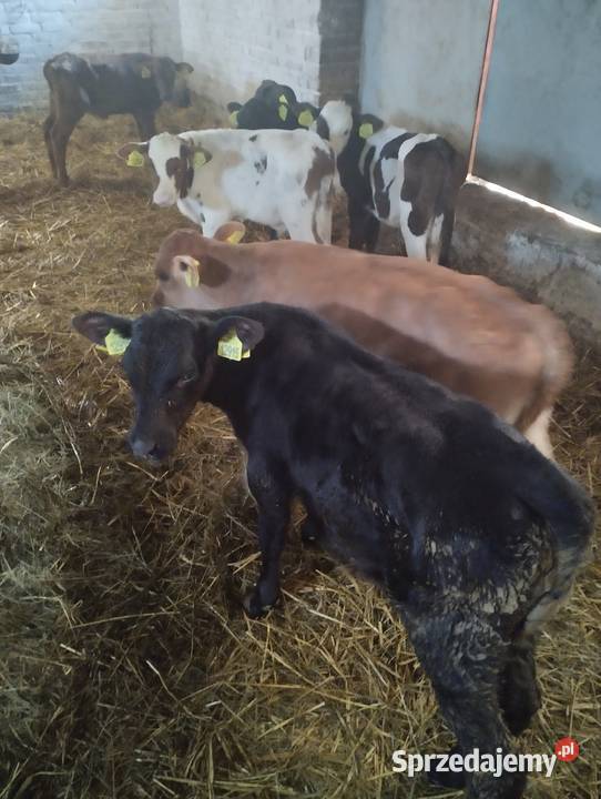 Byczki do sprzedania