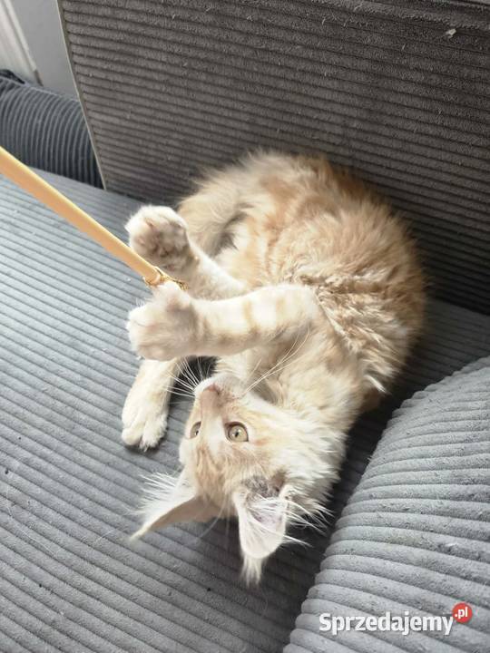 Gandalf Maine Coon Starogard Gdański