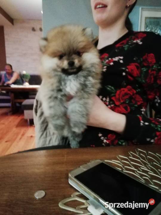 Szpi miniaturowy Pomeranian Syców sprzedam