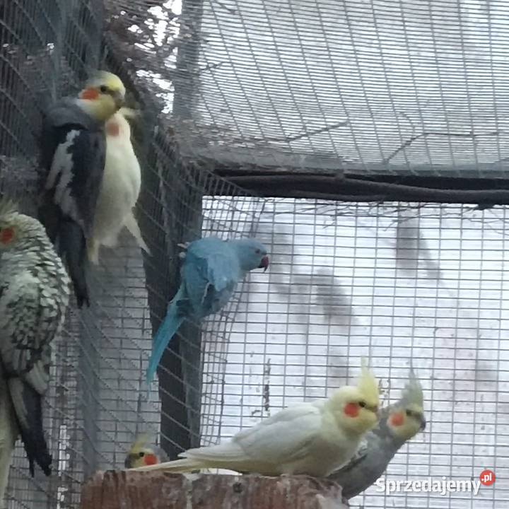 Kakadu nimfy aleksandretty