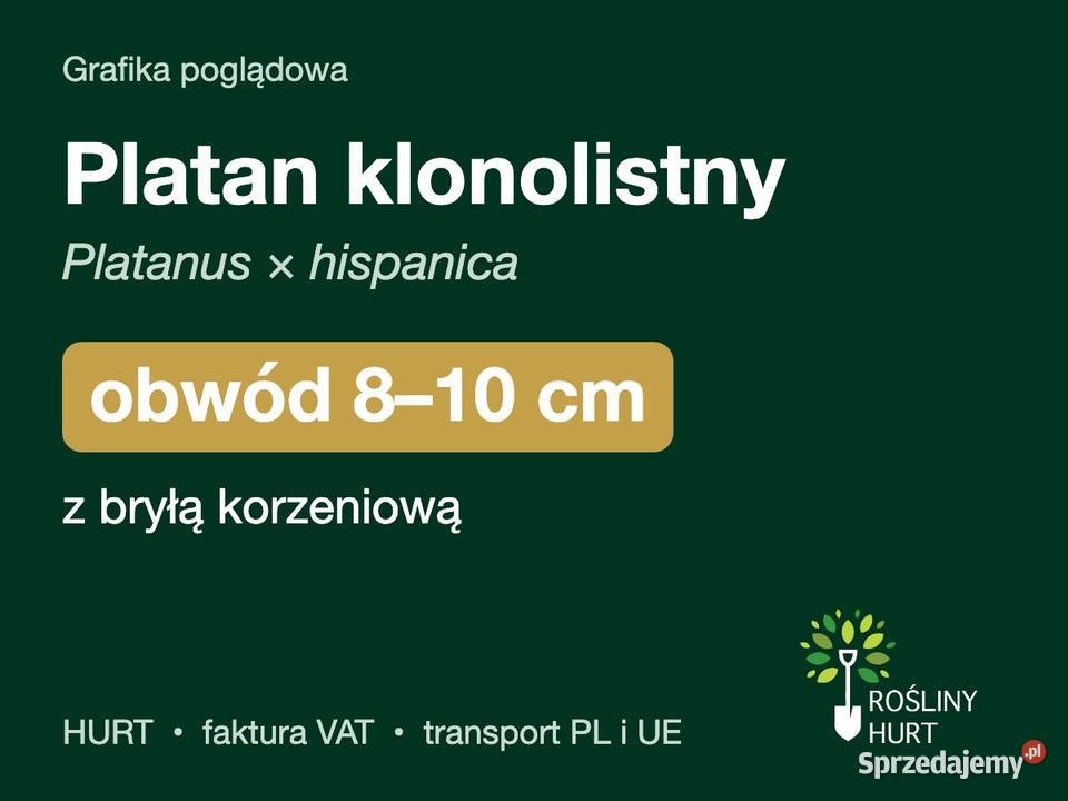 Platan klonolistny obwód 810 z bryłą HURT wielkopolskie