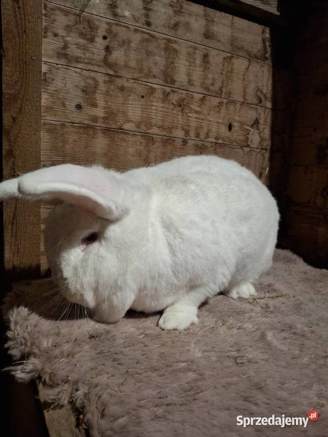 Króliki nowozelandzki biały nb Stawiski