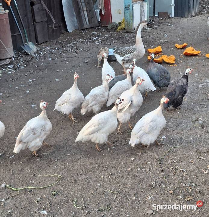 Perliczki samice i samiec