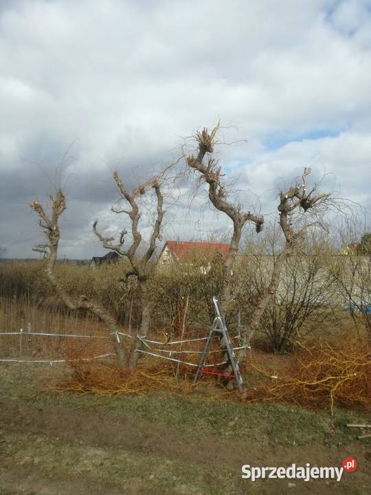 wierzba mandzurskapłacząca wierzby z gruntu Puławy