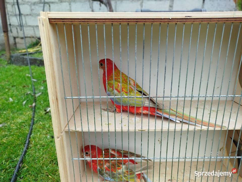 Rozelle białolice 2025 r świętokrzyskie