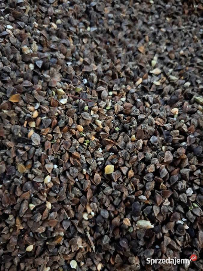 Gryka na popolon nasiona Pozostałe Włoszczowa