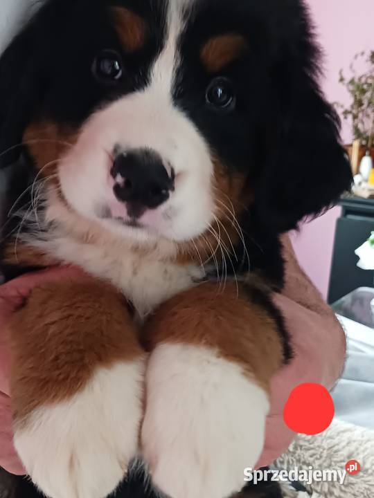 berneński pies pasterski berneńczyk Lublin