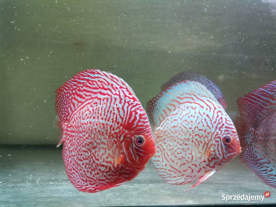 Paletki dyskowce hodowla sprzedam