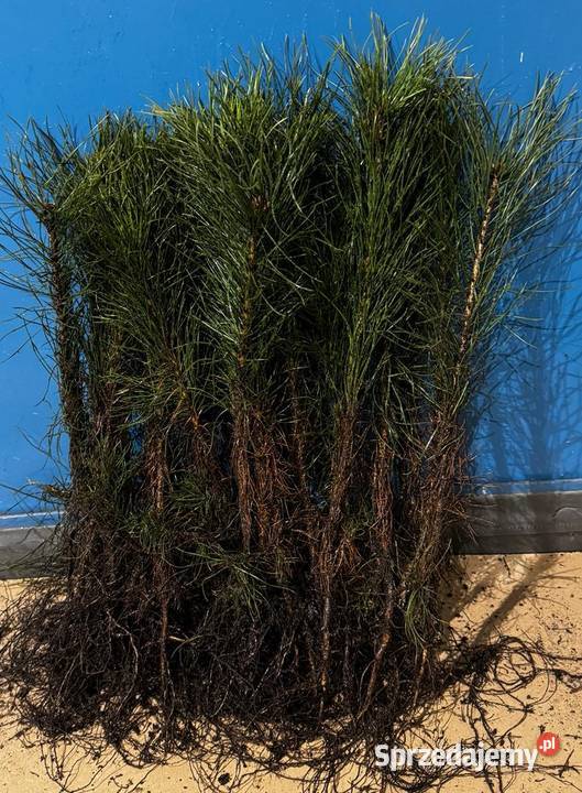 Sosna Pospolita sadzonki 2040 SZKÓŁKOWANA Kielce sprzedam