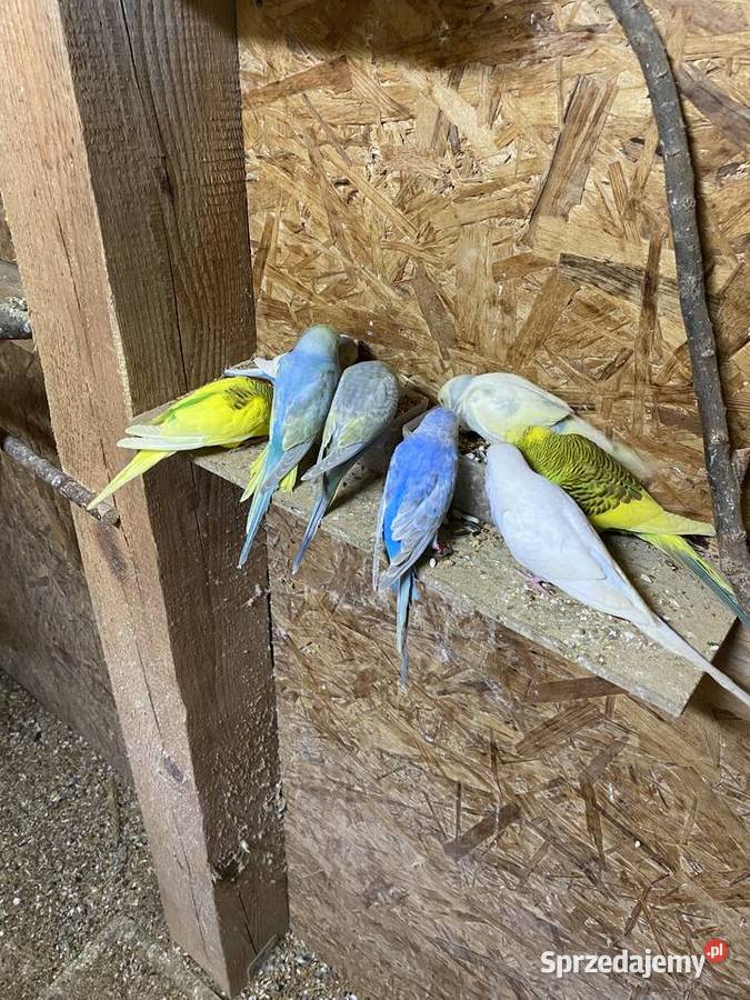 Sprzedam papugi faliste i nimfy Krasnystaw