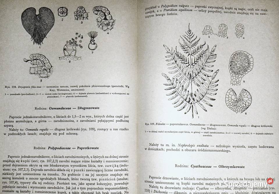 Zarys systematyki roślin Jakub Mowszowicz Chełm
