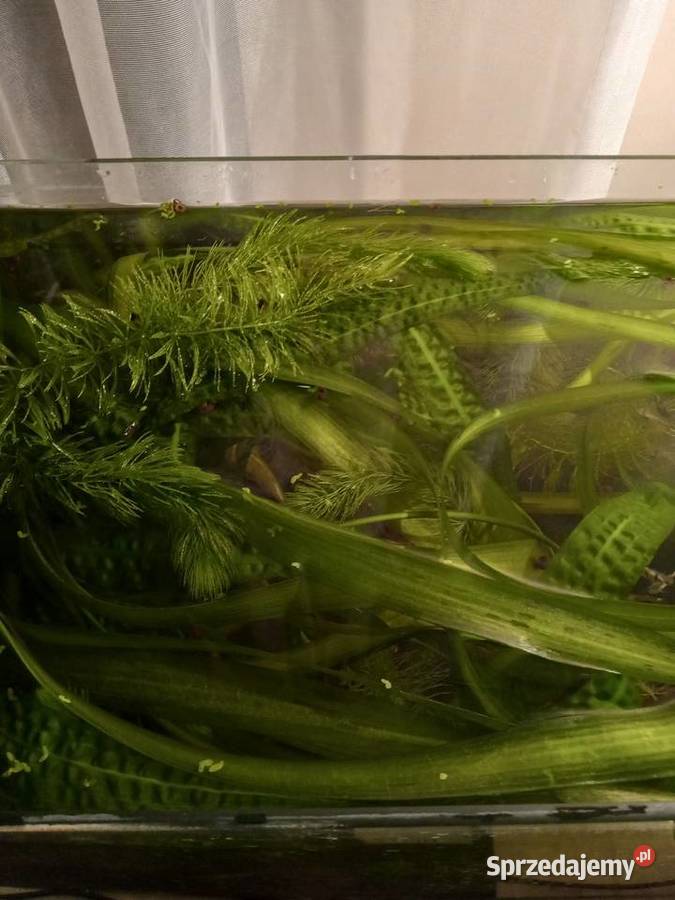 Rośliny Nurzaniec szerokiGałęzatka Kryptokoryna