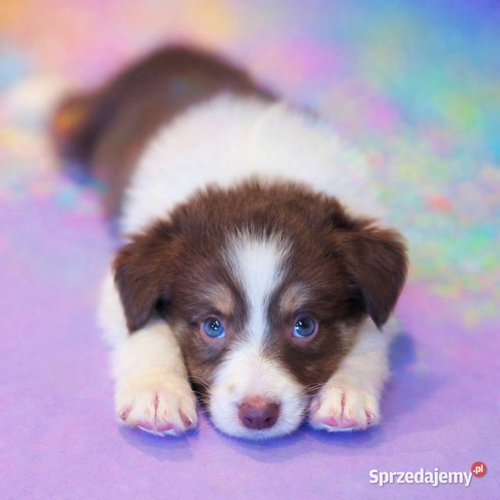 Border Collie szczenieta