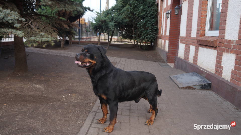 szczeniaki rottweiler Bydgoszcz sprzedam