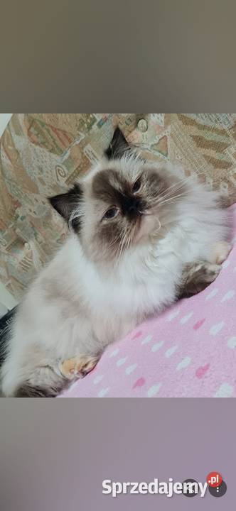 Sprzedam kotkę perską Żary