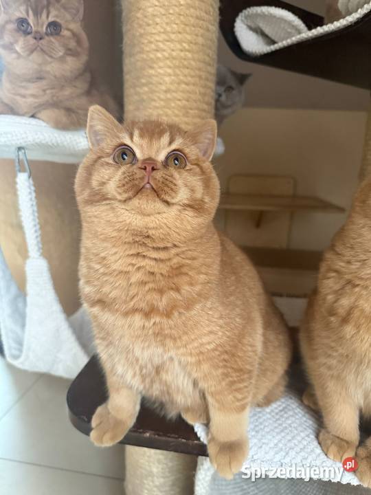 Piękny rudy kocurek z legalnej hodowli Perła