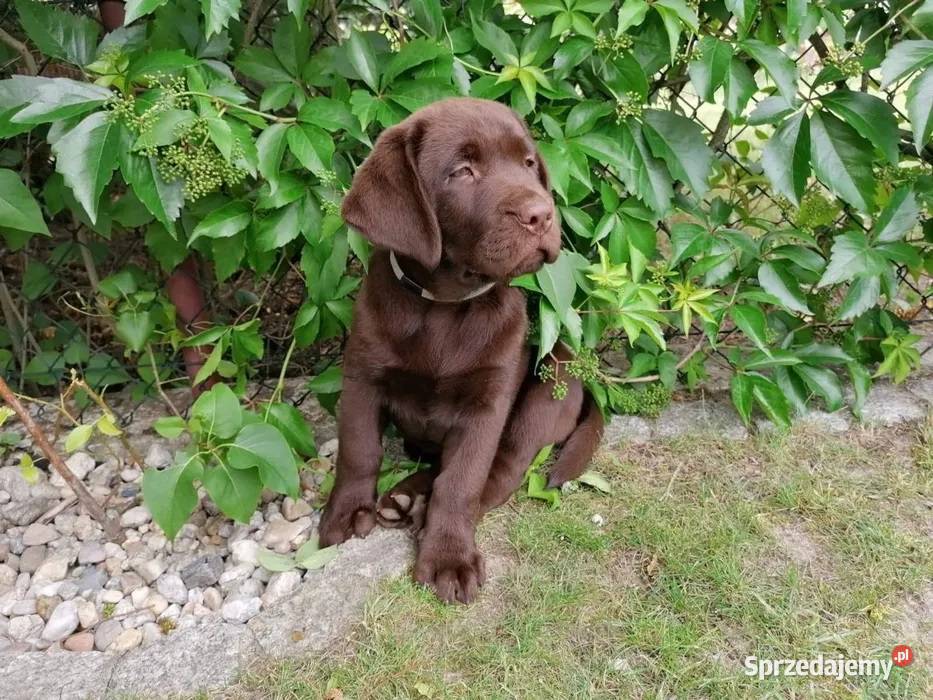 Labrador szczenięta czekoladowe szczeniaki lubuskie Zielona Góra