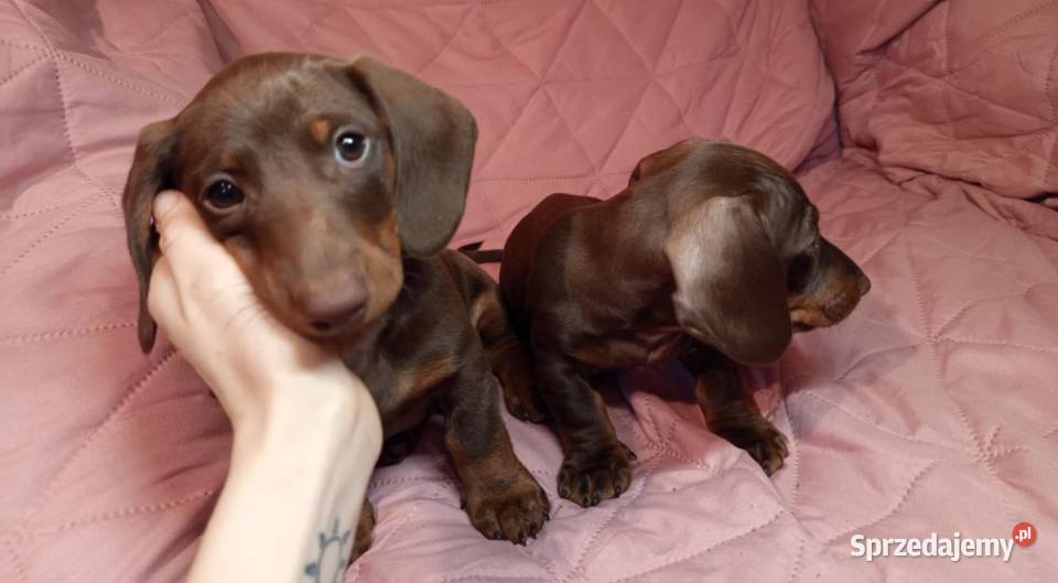 Jamnik brązowy podpalany szczenię