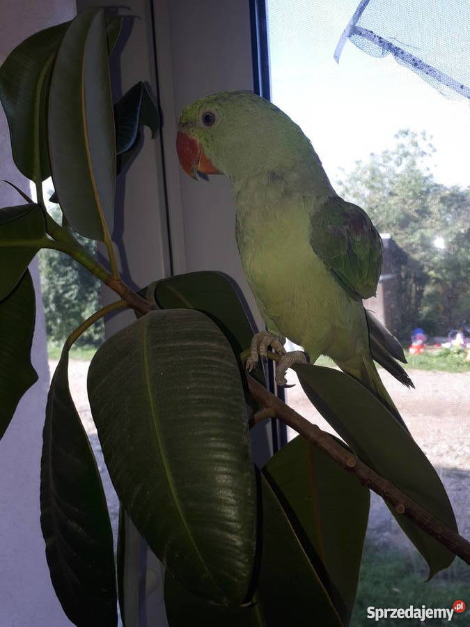 Aleksandretta Wielka Łęczyca