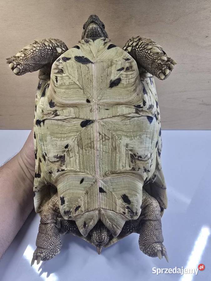 Żółwie lamparcie z terrarium Dywity