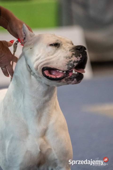 Szczeniaki Dogo Argentino ZKwP FCI Gończyce