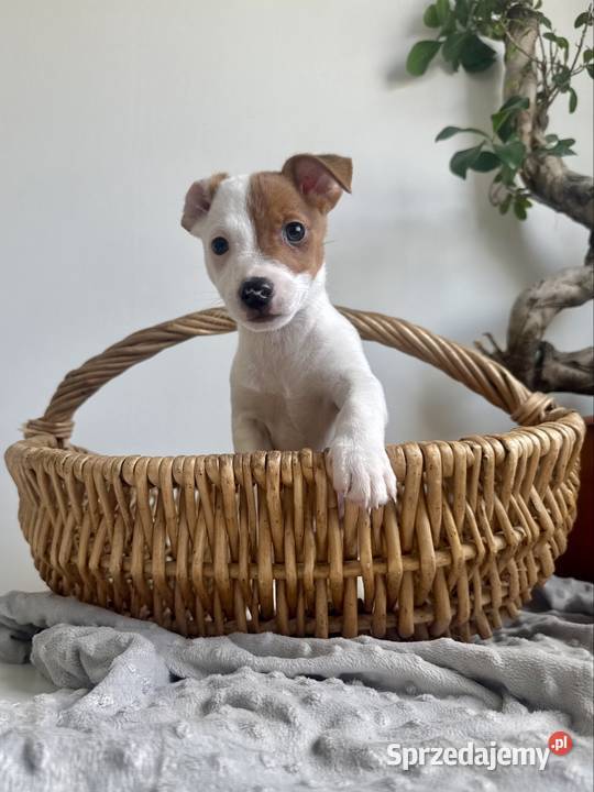 Szczeniaczek Jack Russell Terrier rodowód Poznań