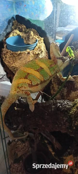 Kameleon jemeński samiec Kotórz Mały