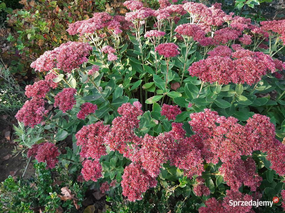 Rozchodnik okazały Brillant dekoracyjny ogrodowy Lublin
