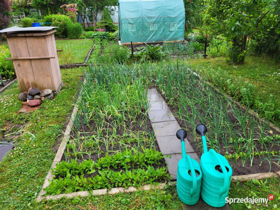 Działka ROD Mickiewicza Sprzedaż Białystok