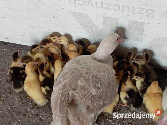 36 Piskląt kaczuszek Piżmowych Francuskich Z śląskie