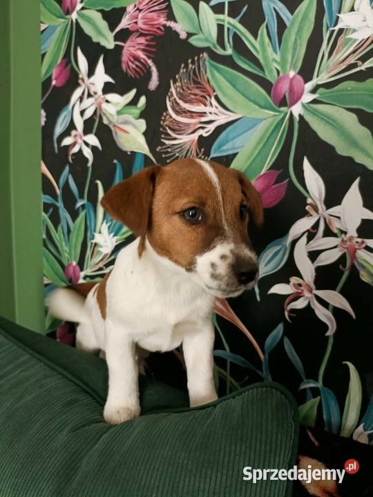Wzorcowe Jack Russell terrier doskonała budowa Zwierzęta Krapkowice