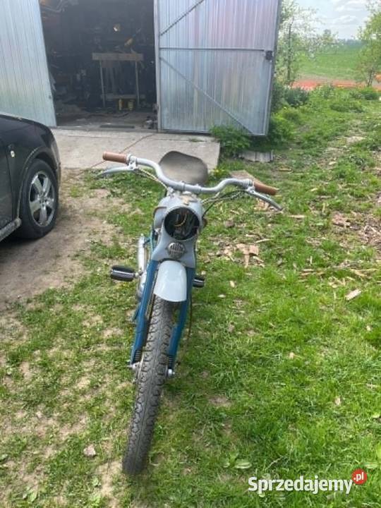 Komar Sztywniak 231 Komar Srokowo