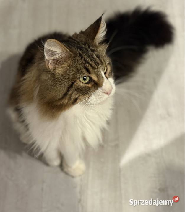 Maine Coon reproduktor Ścinawa