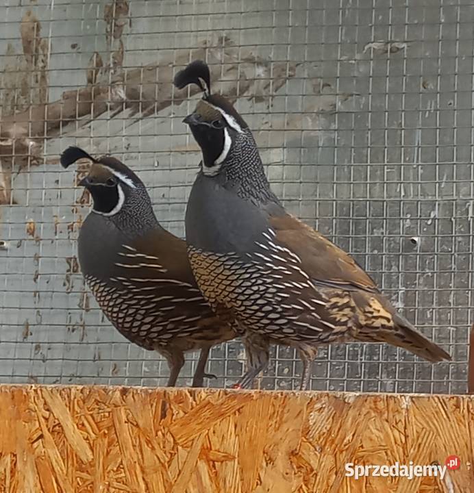 Papugi Ptaki małopolskie Miechów sprzedam