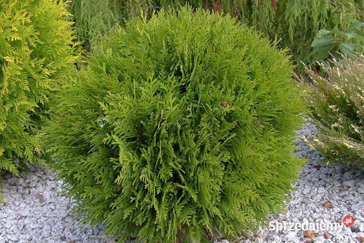 Tuja HOSERI Pogorzela