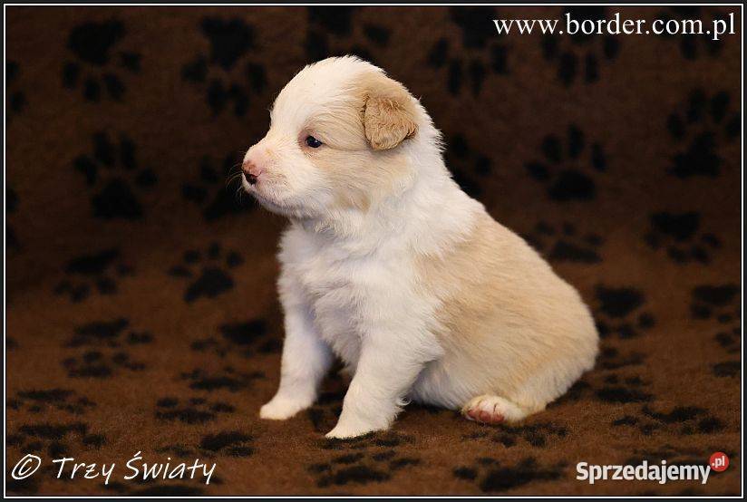 psy szczeniaki Border Collie ZKwP FCI Poznań sprzedam