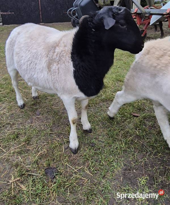 Baranek DORPER Tryk Jarek Owce baranki Cekcyn