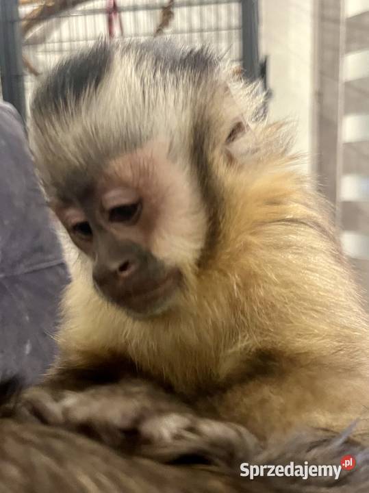 Małpa kapucynka czubata samiec lubuskie