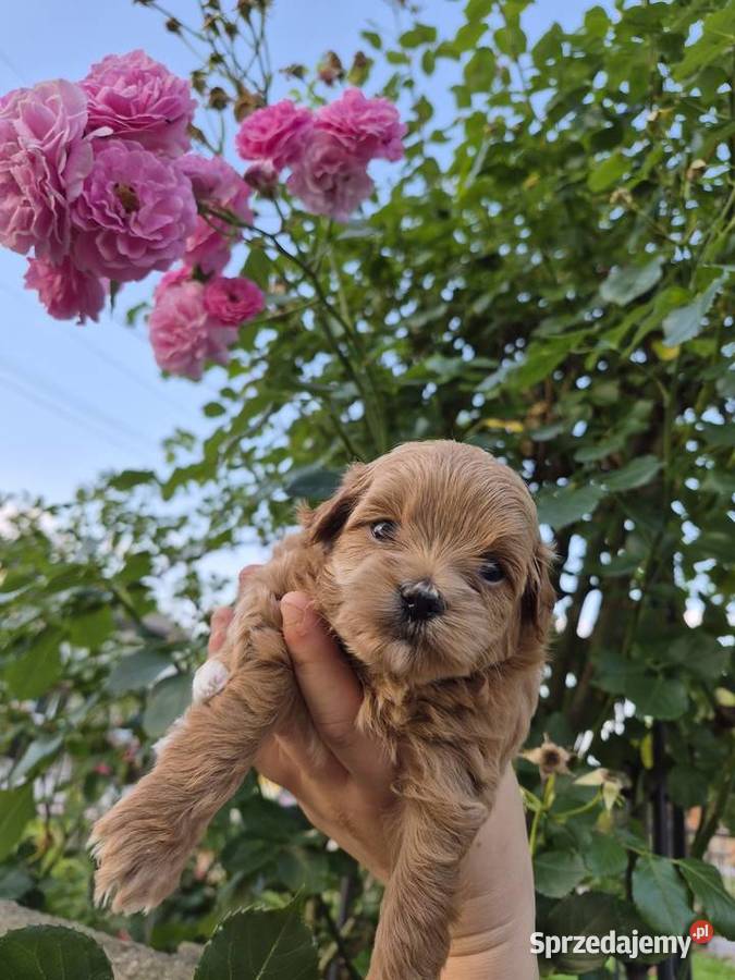 Suczki Maltipoo rezerwacja świętokrzyskie Porąbki