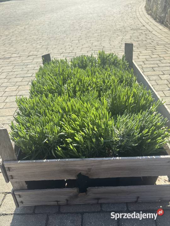 Lawenda Dwarf Blue roczne sadzonki gęste Rzeszów