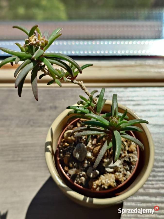 Delosperma bosseranum kaudeks miniatura w mazowieckie Warszawa sprzedam