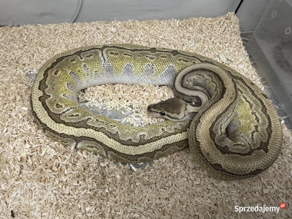 Python Regius królewski king pin samiec Gady i płazy Bydgoszcz