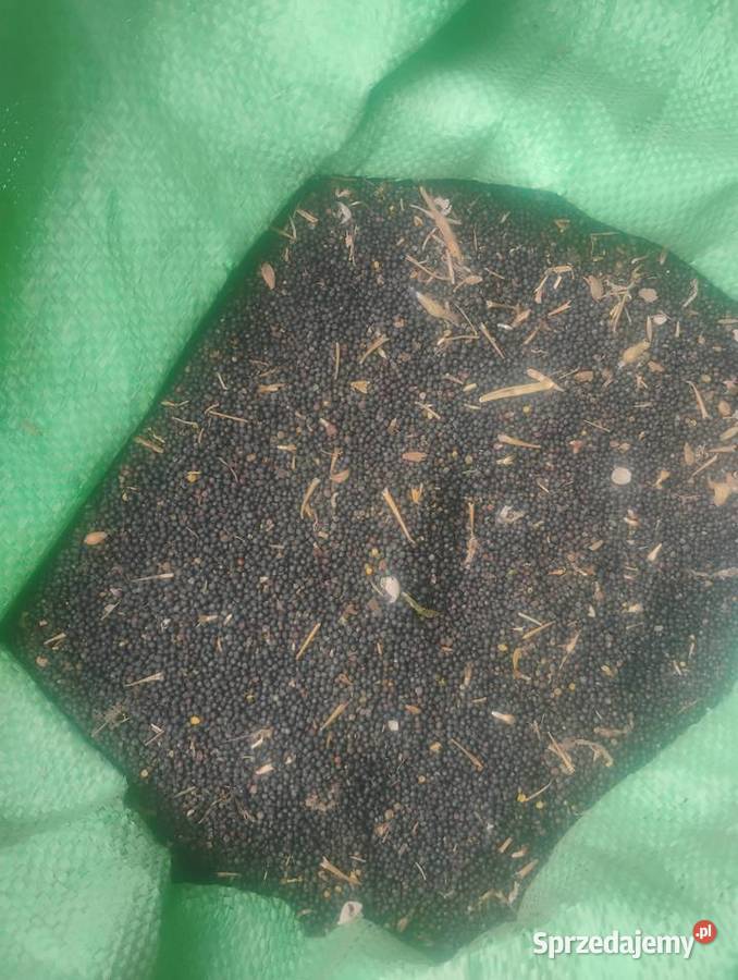 Rzepak pozostałość sprzedaży Piaski sprzedam