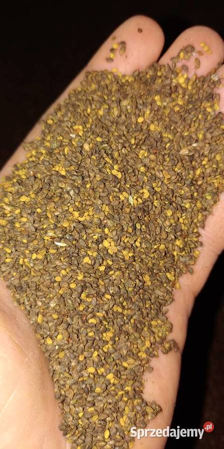 Nostrzyk biały nasiona Pszczelarstwo podlaskie