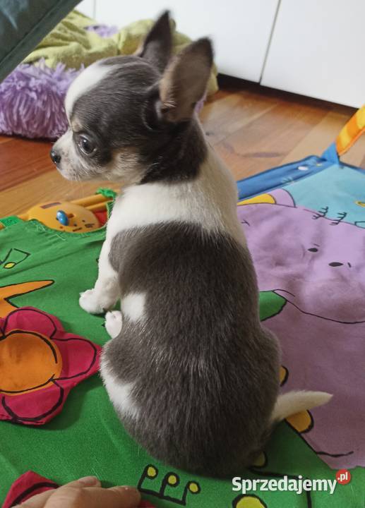 Piesek Chihuahua krótkowłosy niebieski blue Bełchatów sprzedam