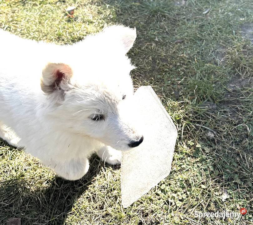 Biały Owczarek Szwajcarski wielkopolskie Nowe Prażuchy