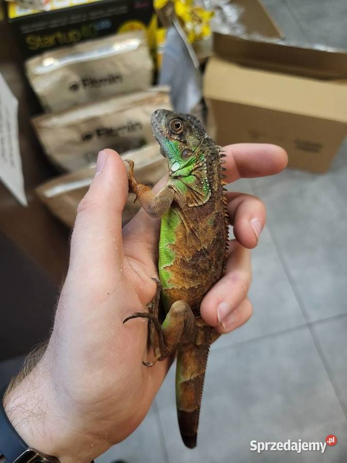 Legwan Igłana Czerwona Sklep Zoologiczny Katowice