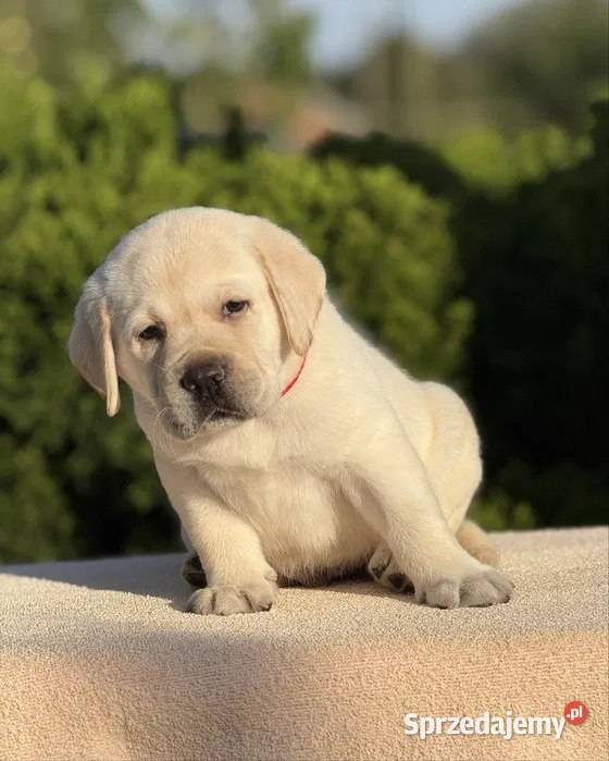 Piękny szczeniak labradora Szczecin sprzedam