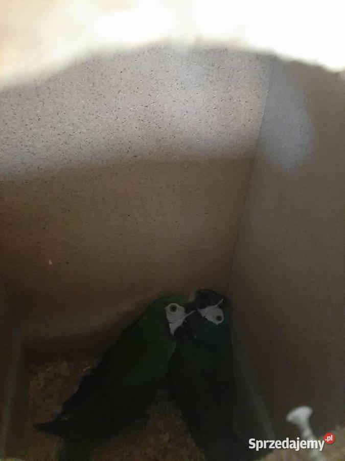 Ary severa para lęgowa Skała